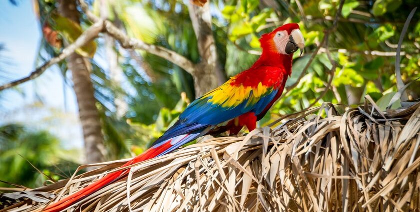 Baratang Parrot Island