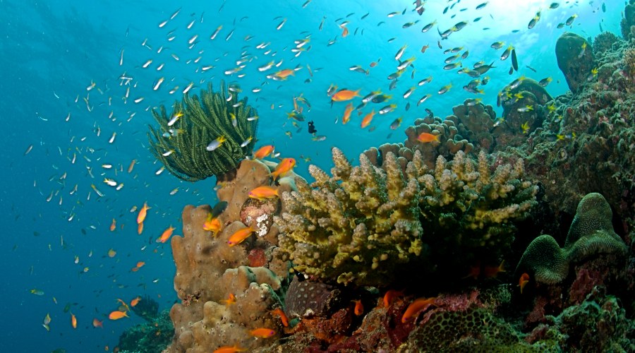 Coral-Reefs-Andaman_11zon
