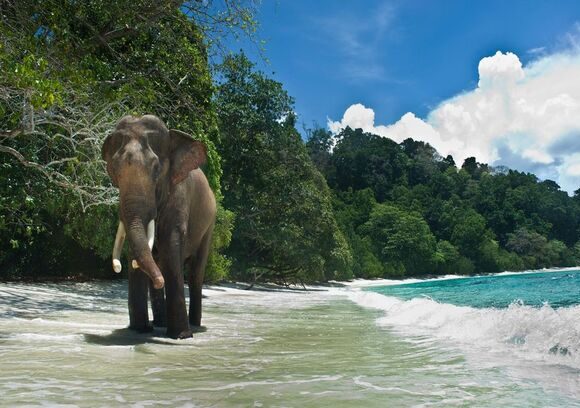 Wildlife & Nature Trails in Andaman: Exploring the Islands Beyond the Beaches